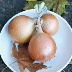 Almagro Onion