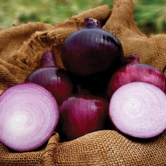 Barolo Onion