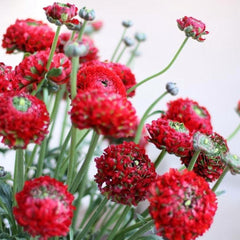 Red Ranunculus  Corms Bulbs Growing Bonsai Roots Rhizomes Tubers Potted Planting Reblooming Fragrant Garden Species Blooms Flower Seeds Plant Gardening