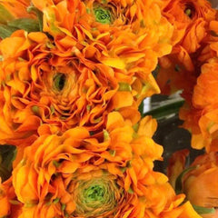 Rich Ranunculus Corms Bulbs Persian Buttercup Growing Bonsai Roots Rhizomes Tubers Potted Planting Reblooming Fragrant Garden Species Blooms Flower Seeds Plant Gardening
