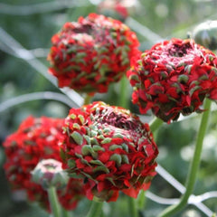 Red Ranunculus  Corms Bulbs Growing Bonsai Roots Rhizomes Tubers Potted Planting Reblooming Fragrant Garden Species Blooms Flower Seeds Plant Gardening