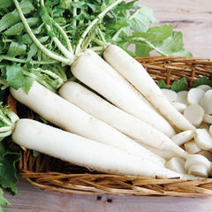 Minowase Summer Cross No. 3 Daikon Radish