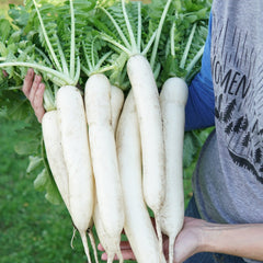 Minowase Summer Cross No. 3 Daikon Radish