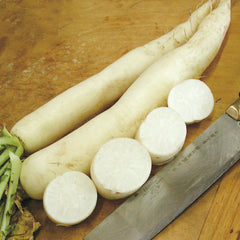 Minowase Summer Cross No. 3 Daikon Radish