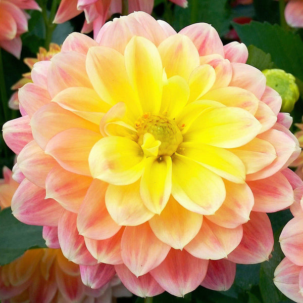 October Sky Dahlia Bulbs Perennial Growing Bonsai Roots Rhizomes Corms Tubers Potted Planting Reblooming Fragrant Garden Species Blooms Flower Seeds Plant Gardening