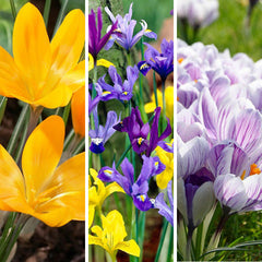 Oh Deer Naturalizing Bulb Collection