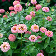 Zinnia Oklahoma Salmon