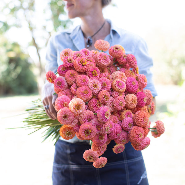 Zinnia Oklahoma Salmon