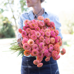 Zinnia Oklahoma Salmon