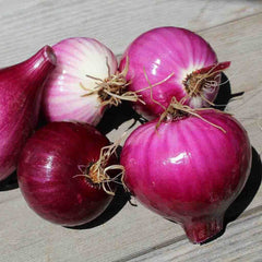 Onion, Red Burgundy Seeds, 1.4g