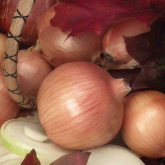 Onion, Sweet Spanish Yellow Utah Seeds, 1.4g