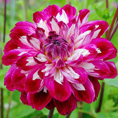 Dahlia Optic Illusion Bulbs Perennial Growing Bonsai Roots Rhizomes Corms Tubers Potted Planting Reblooming Fragrant Garden Species Blooms Flower Seeds Plant Gardening