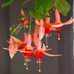 Fuchsia Flowers Seeds Dancing Elf Bonsai