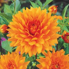 Orange Dahlia Collection Bulbs Perennial Growing Bonsai Roots Rhizomes Corms Tubers Potted Planting Reblooming Fragrant Garden Species Blooms Flower Seeds Plant Gardening
