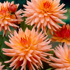 Orange Dahlia Collection Bulbs Perennial Growing Bonsai Roots Rhizomes Corms Tubers Potted Planting Reblooming Fragrant Garden Species Blooms Flower Seeds Plant Gardening