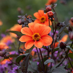 Orange Dahlia Collection Bulbs Perennial Growing Bonsai Roots Rhizomes Corms Tubers Potted Planting Reblooming Fragrant Garden Species Blooms Flower Seeds Plant Gardening