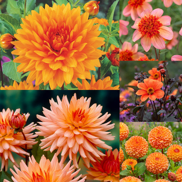 Orange Dahlia Collection Bulbs Perennial Growing Bonsai Roots Rhizomes Corms Tubers Potted Planting Reblooming Fragrant Garden Species Blooms Flower Seeds Plant Gardening