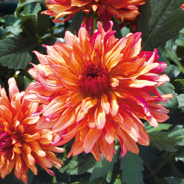 Orange Summer Dahlia Bulbs Perennial Growing Bonsai Roots Rhizomes Corms Tubers Potted Planting Reblooming Fragrant Garden Species Blooms Flower Seeds Plant Gardening