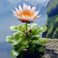Rare Fortune Lotus