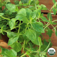 Oregano, Organic Seeds, 200mg