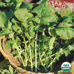 Arugula, Roquette Organic Seeds, 1.1g
