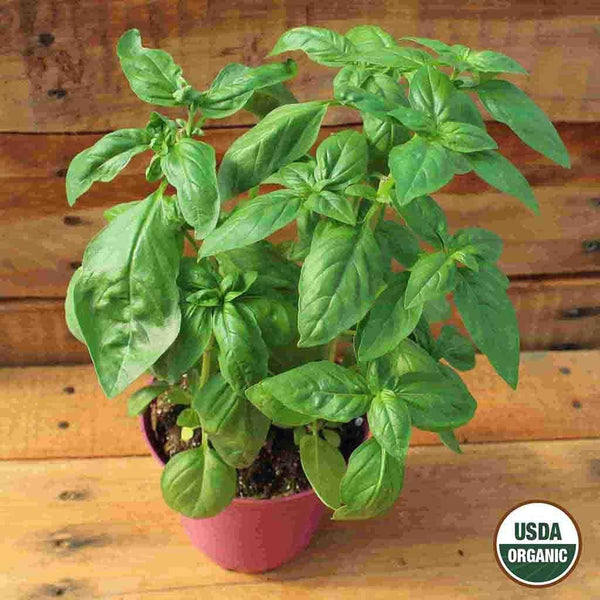 Basil, Sweet Organic Seeds, 300mg