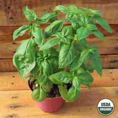 Basil, Sweet Organic Seeds, 300mg