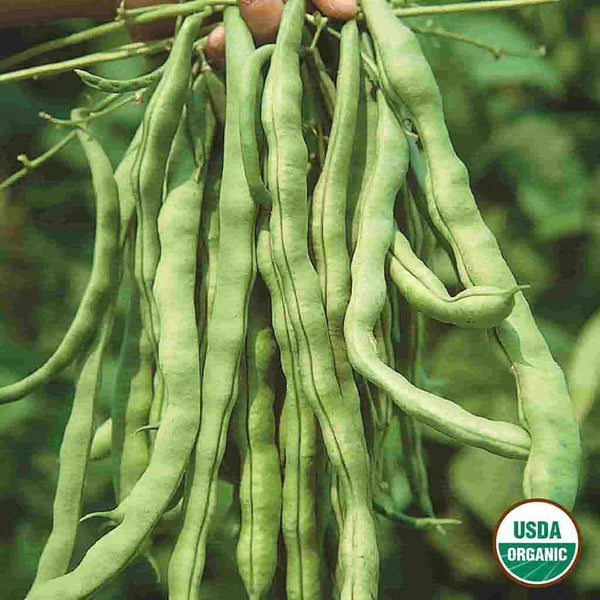 Bean, Kentucky Wonder Organic Seeds, 17.5g