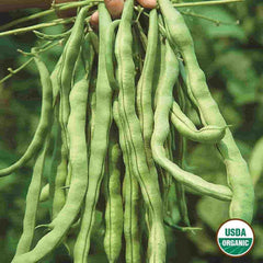 Bean, Kentucky Wonder Organic Seeds, 17.5g