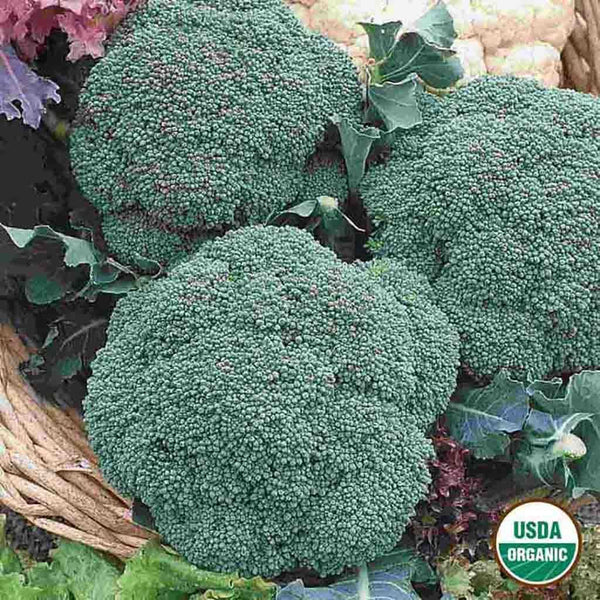 Broccoli, Green Sprouting Calabrese Organic Seeds, 1.3g