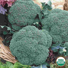 Broccoli, Green Sprouting Calabrese Organic Seeds, 1.3g