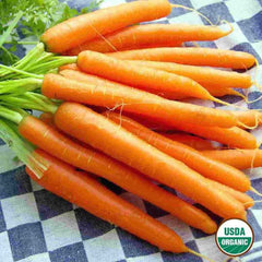 Carrot, Danvers Organic Seeds, 1.3g