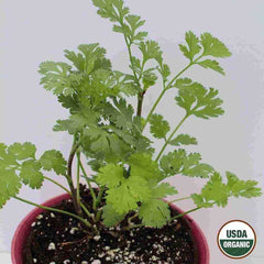 Cilantro, Coriander Organic Seeds, 1.8g