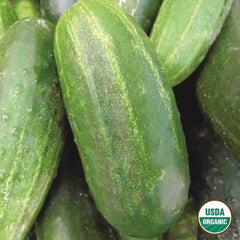 Cucumber, Sumter Organic Seeds, 1.4g