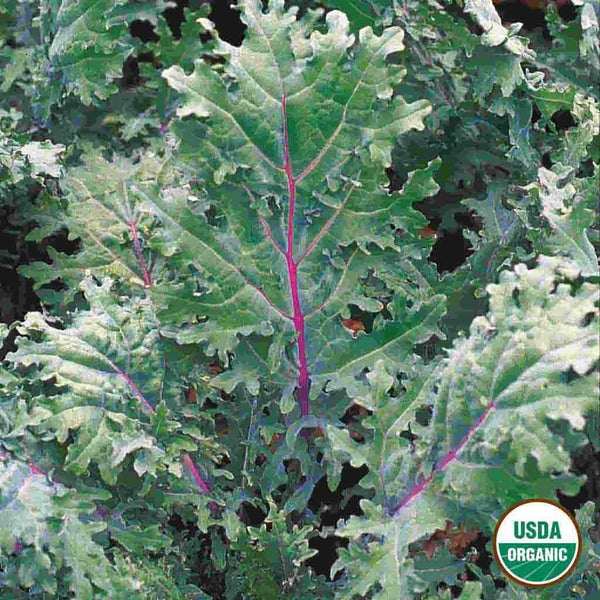 Kale, Red Russian Organic Seeds, 1.9g