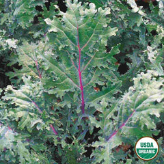 Kale, Red Russian Organic Seeds, 1.9g