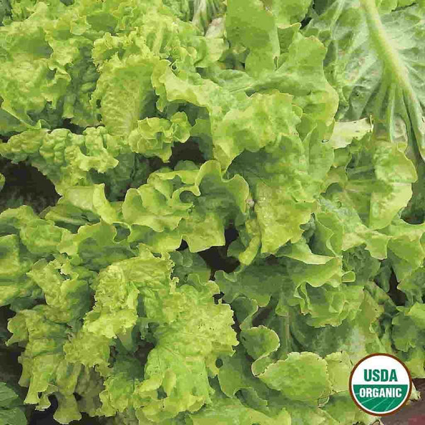 Lettuce, Black Seeded Simpson Organic Seeds, 1.2g