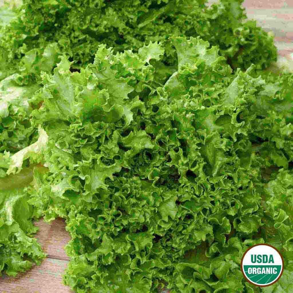 Lettuce, Salad Bowl Organic Seeds, 1.2g