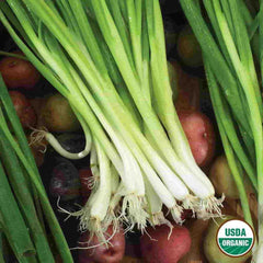 Onion, Evergreen Bunching Organic Seeds, 1.2g