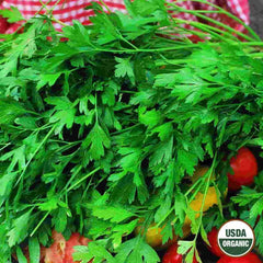 Parsley, Flat Italian Organic Seeds, 1.2g