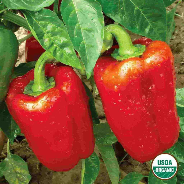 Pepper, California Wonder Organic Seeds, 400mg