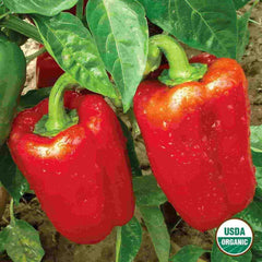 Pepper, California Wonder Organic Seeds, 400mg