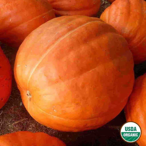 Pumpkin, Big Max Organic Seeds, 4.4g