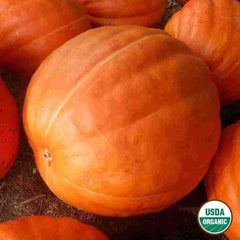 Pumpkin, Big Max Organic Seeds, 4.4g