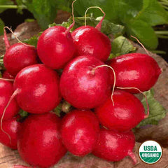 Radish, Cherry Belle Organic Seeds, 2.6g