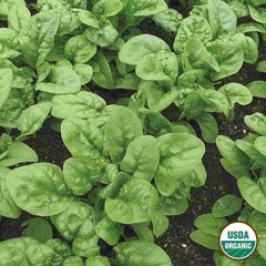 Spinach, Bloomsdale Long Standing Organic Seeds, 4.4g
