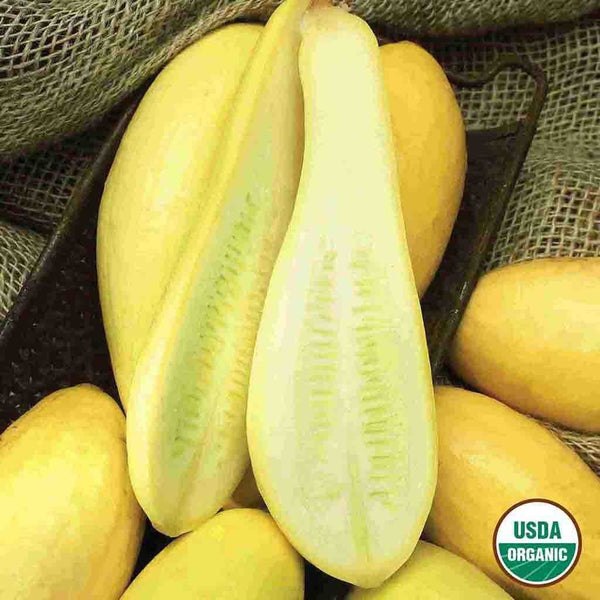 Squash, Early Prolific Straightneck Organic Seeds, 5.3g
