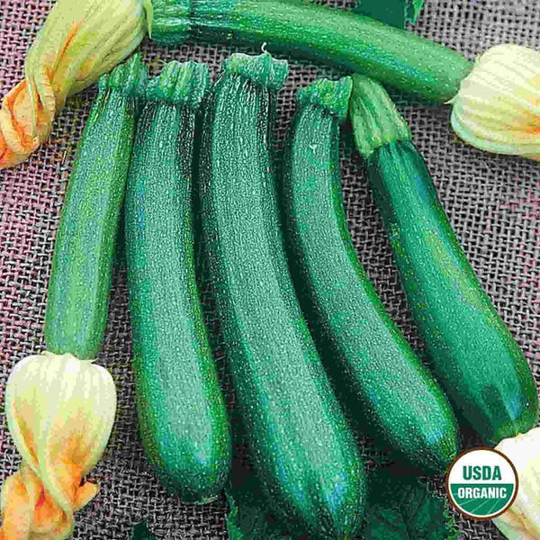 Squash, Fordhook Zucchini Organic Seeds, 5.3g