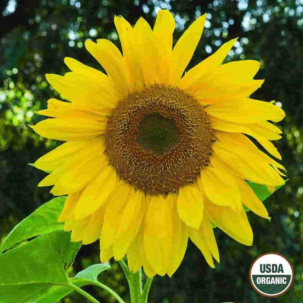 Sunflower, Mammoth Organic Seeds, 8.8g