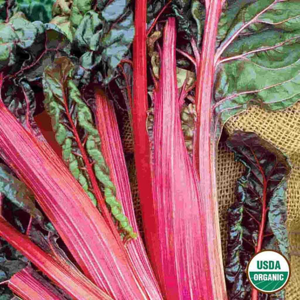 Swiss Chard, Ruby Organic Seeds, 1.6g